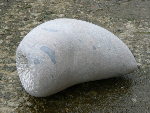Fossil