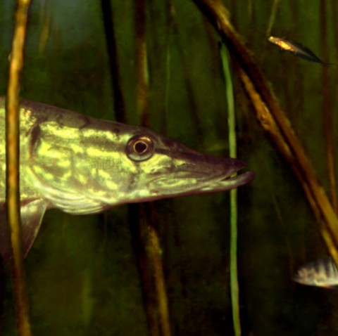 Sub Marin